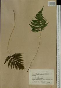 Фегоптерис связывающий, Буковник обыкновенный (Michx.) Watt, Сибирь, Чукотка и Камчатка (S7) (Россия)
