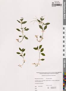 Кипрей Хорнемана, Кипрей Горнемана Rchb., Сибирь, Чукотка и Камчатка (S7) (Россия)