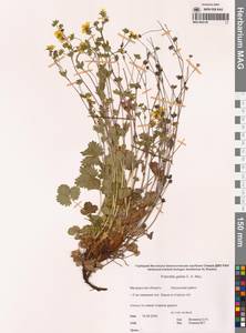 Лапчатка Кранца холодная (C.A.Mey.) Soják, Сибирь, Чукотка и Камчатка (S7) (Россия)