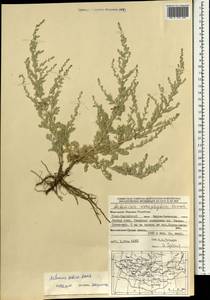 Полынь селитряная Weber ex Stechm., Монголия (MONG) (Монголия)