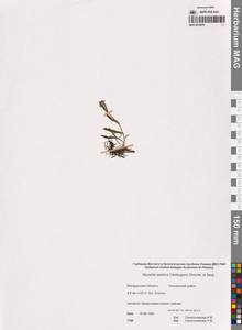 Незабудка азиатская (Vestergr. ex Hultén) Schischk. & Serg., Сибирь, Чукотка и Камчатка (S7) (Россия)