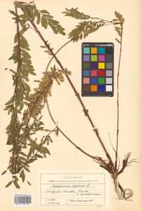 Копеечник альпийский L., Сибирь, Дальний Восток (S6) (Россия)