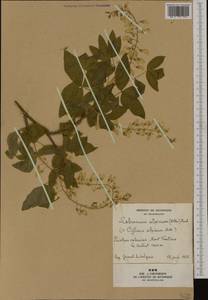 Laburnum alpinum (Mill.)Bercht. & J.Presl, Западная Европа (EUR) (Франция)