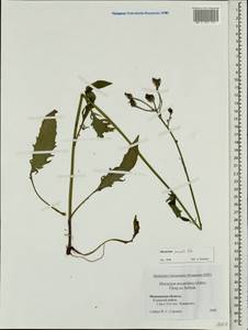 Hieracium lachenalii subsp. deductum (Sudre) Greuter, Восточная Европа, Московская область и Москва (E4a) (Россия)