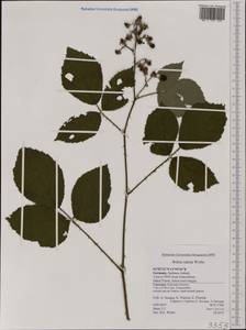 Rubus radula Weihe, Западная Европа (EUR) (Германия)