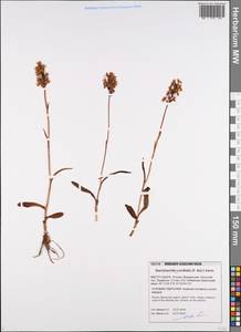 Dactylorhiza traunsteineri subsp. curvifolia (F.Nyl.) Soó, Восточная Европа, Северный район (E1) (Россия)