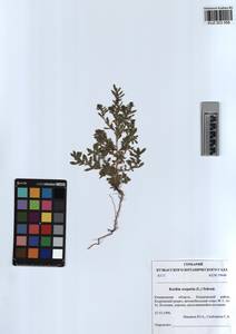 KUZ 003 558, Bassia scoparia var. subvillosa (Moq.) Buttler, Сибирь, Алтай и Саяны (S2) (Россия)