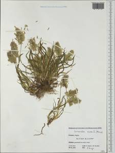 Lamarckia aurea (L.) Moench, Западная Европа (EUR) (Греция)