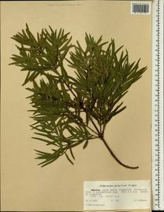 Afrocarpus gracilior (Pilg.) C. N. Page, Африка (AFR) (Эфиопия)