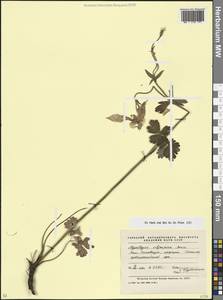 Водосбор олимпийский Boiss., Кавказ, Краснодарский край и Адыгея (K1a) (Россия)