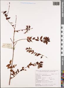 Hypericum bellum H.L.Li, Зарубежная Азия (ASIA) (Вьетнам)