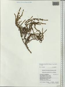 Salicornia quinqueflora subsp. quinqueflora, Австралия и Океания (AUSTR) (Новая Зеландия)