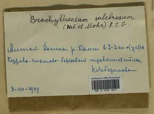 Brachythecium salebrosum (Hoffm. ex F. Weber & D. Mohr) Schimp., Гербарий мохообразных, Мхи - Западная Сибирь (включая Алтай) (B15) (Россия)