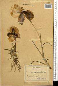 Iris iberica subsp. elegantissima (Sosn.) Fed. & Takht., Кавказ, Армения (K5) (Армения)