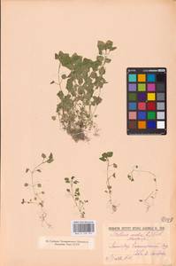 Звездчатка средняя, Мокрица (L.) Vill., Восточная Европа, Северо-Западный район (E2) (Россия)