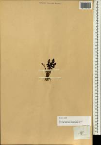 Ротала индийская (Willd.) Koehne, Зарубежная Азия (ASIA) (Филиппины)