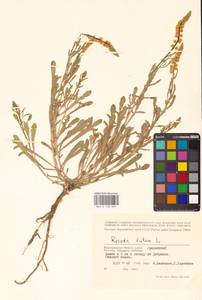 Резеда желтая L., Восточная Европа, Нижневолжский район (E9) (Россия)