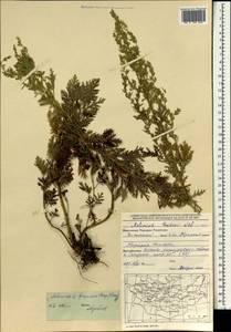 Полынь Гмелина Weber ex Stechm., Монголия (MONG) (Монголия)