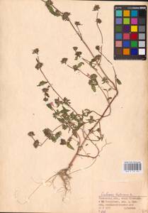 MHA 0 154 261, Пикульник ладанниковый L., Восточная Европа, Средневолжский район (E8) (Россия)