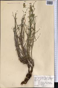 Salvia margaritae Botsch., Средняя Азия и Казахстан, Памир и Памиро-Алай (M2) (Таджикистан)