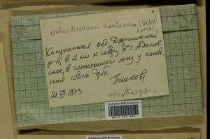 Orthodicranum montanum (Hedw.) Loeske, Гербарий мохообразных, Мхи - Центральное Нечерноземье (B6) (Россия)