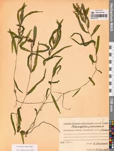 Рдест альпийский Balb., Сибирь, Чукотка и Камчатка (S7) (Россия)