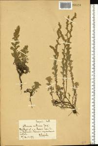 Полынь австрийская Jacq., Восточная Европа, Центральный лесостепной район (E6) (Россия)