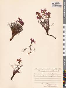 Мытник прелестный Adams ex Steven, Сибирь, Чукотка и Камчатка (S7) (Россия)