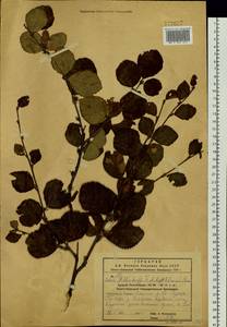 Береза кустарниковая Pall., Сибирь, Дальний Восток (S6) (Россия)