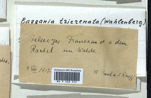 Bazzania tricrenata (Wahlenb.) Lindb., Гербарий мохообразных, Мхи - Западная Европа (BEu)