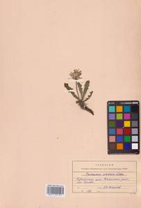 Taraxacum coreanum Nakai, Сибирь, Дальний Восток (S6) (Россия)