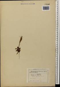 Подорожникоцветник колосистый (Willd.) Nevski, Кавказ (без точных местонахождений) (K0)