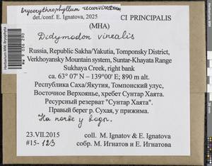 Bryoerythrophyllum recurvirostrum (Hedw.) P.C. Chen, Гербарий мохообразных, Мхи - Якутия (B19) (Россия)