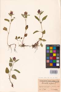 MHA 0 154 039, Черноголовка обыкновенная L., Восточная Европа, Северо-Западный район (E2) (Россия)