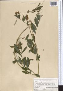 Чина гороховидная L., Средняя Азия и Казахстан, Северный и Центральный Тянь-Шань (M4) (Киргизия)