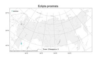 Eclipta prostrata, Эклипта простертая (L.) L., Атлас флоры России (FLORUS) (Россия)