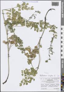 Bасилисник малый L., Восточная Европа, Средневолжский район (E8) (Россия)