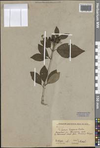 Калина буреинская Regel & Herder, Сибирь, Дальний Восток (S6) (Россия)