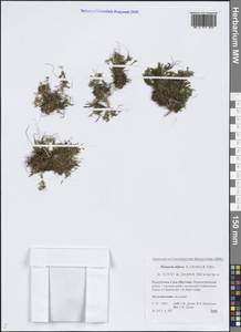 Шерлерия двухцветковая (L.) A.J.Moore & Dillenb., Сибирь, Якутия (S5) (Россия)