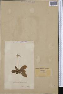Primula auricula L., Западная Европа (EUR) (Швейцария)
