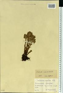 Фелипанхе голубая (Rchb.) Soják, Восточная Европа, Нижневолжский район (E9) (Россия)