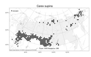 Carex supina, Осока приземистая Willd. ex Wahlenb., Атлас флоры России (FLORUS) (Россия)