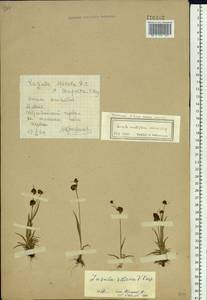 Luzula multiflora subsp. sibirica V. I. Krecz., Сибирь, Алтай и Саяны (S2) (Россия)