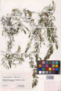 Роголистник погруженный L., Восточная Европа, Средневолжский район (E8) (Россия)