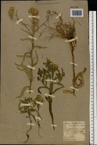 Pentanema britannicum (L.) D.Gut.Larr., Santos-Vicente, Anderb., E.Rico & M.M.Mart.Ort., Восточная Европа, Северо-Украинский район (E11) (Украина)