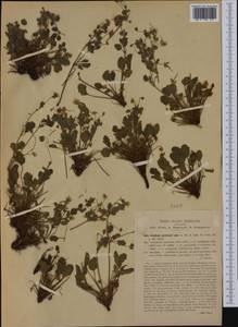 Erodium corsicum Leman, Западная Европа (EUR) (Италия)