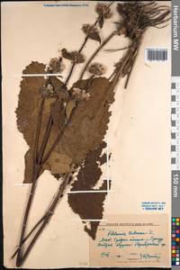 Зопничек клубненосный (L.) Moench, Монголия (MONG) (Монголия)