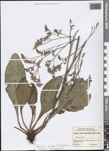 Limonium gmelini (Willd.) Kuntze, Восточная Европа, Ростовская область (E12a) (Россия)