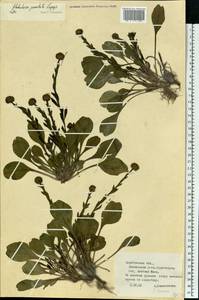 Globularia bisnagarica L., Восточная Европа, Нижневолжский район (E9) (Россия)