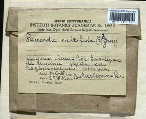 Riccardia latifrons (Lindb.) Lindb., Гербарий мохообразных, Мхи - Центральное Нечерноземье (B6) (Россия)